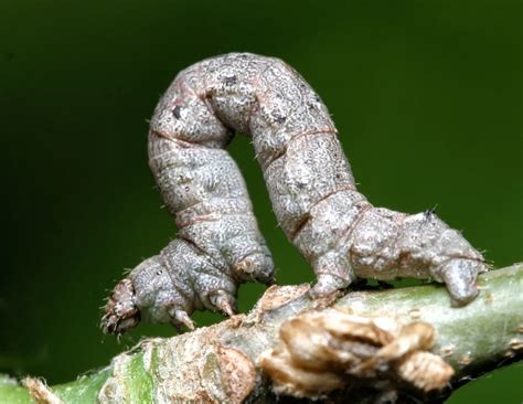 Spring Cankerworm Texas Insect Identification Tools