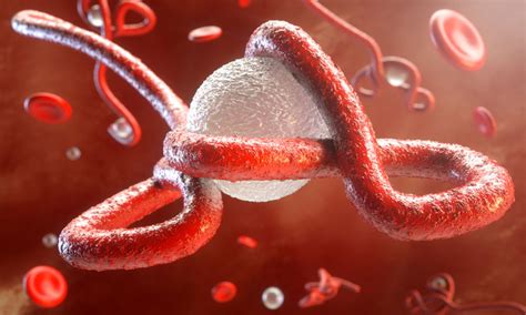 Ebola virus disease (evd) is a deadly disease with occasional outbreaks that occur mostly on the african continent. Clearest image of Ebola virus protein gained by researchers
