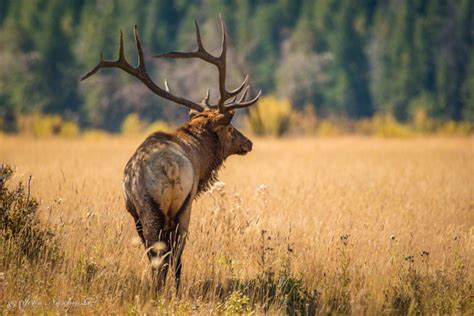 Bull Elk At Rocky Mountain National Park Scenic Colorado Pictures
