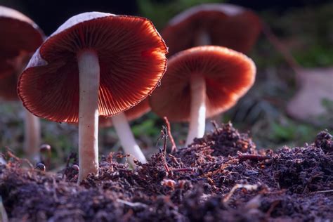 Regulating Psychedelic Mushrooms In The Usa