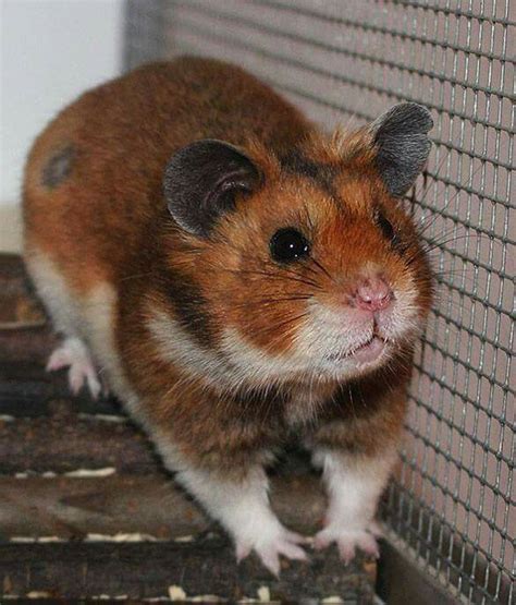 Golden Syrian Hamster Animals And Pets Funny Animals Cute