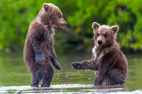 Adorable bear cubs shaking hands - Irish Mirror Online