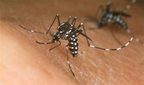 Asian Tiger Mosquito Uk Are Virus Carrying Exotic Pests Heading To