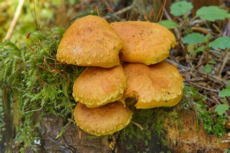 Mushrooms Growing Around Tree Stump All Mushroom Info