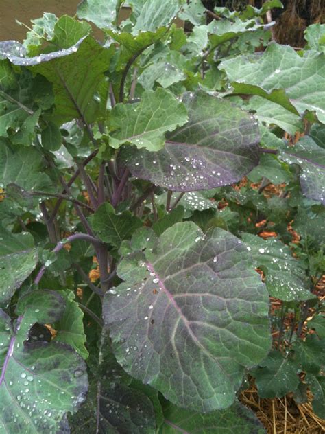 Allrecipes has more than 60 trusted collard greens recipes complete with ratings, reviews and cooking tips. Soul Flower Farm: Perennial Greens