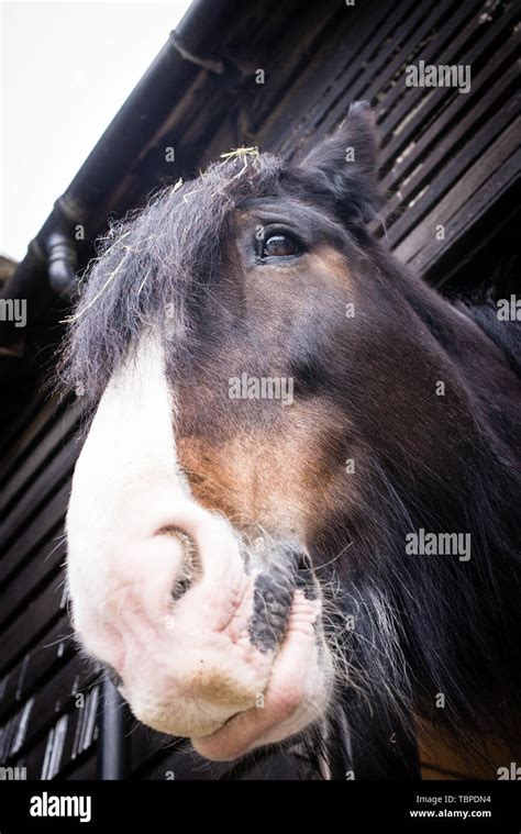 Shire Horse Head Shot Hi Res Stock Photography And Images Alamy