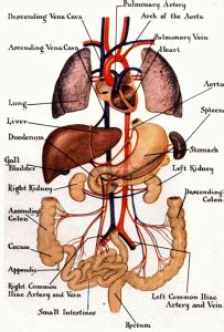 Internal organs function of the gallbladder in the digestive system. Human Body: Organs on the Left Side and Right Side ...