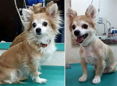10 Best Long Haired Chihuahua Haircuts The Paws