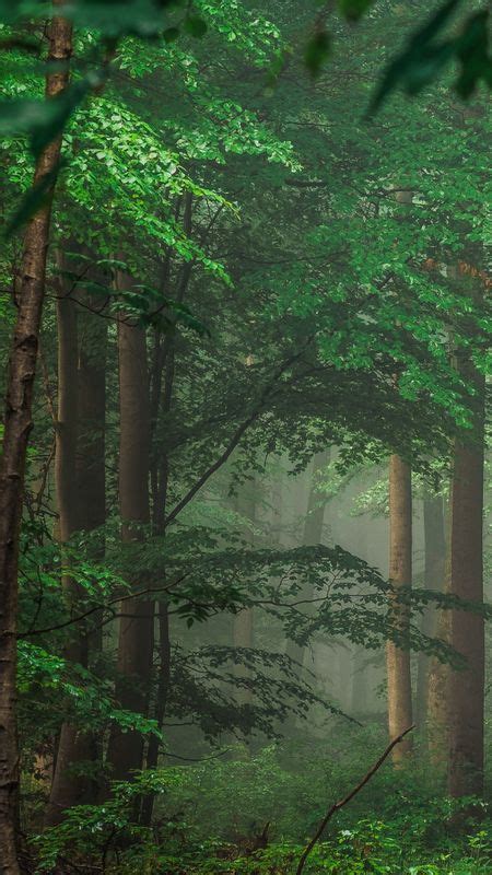 Green Tree Forest Wallpaper Download Mobcup