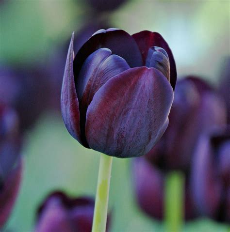 Dark Purple Tulips Purple Garden Purple Tulips Tulips Images