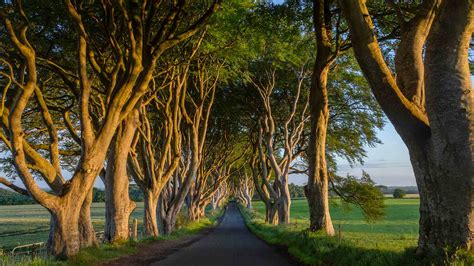 The Dark Hedges Travel Guide And Map Nordic Visitor