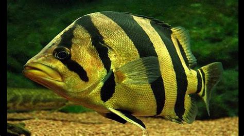 Top 10 Most Exotic Freshwater Fishes Youtube