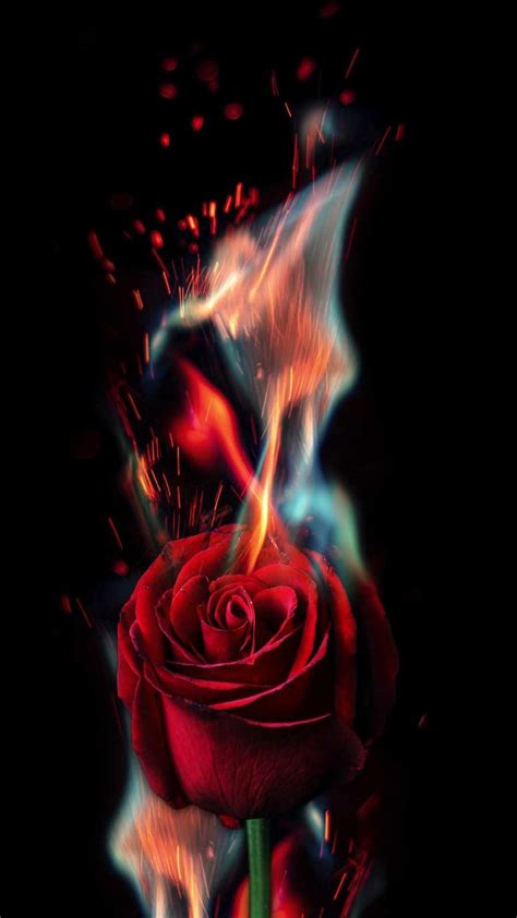 Rose Fire Iphone Wallpaper Iphone Wallpapers