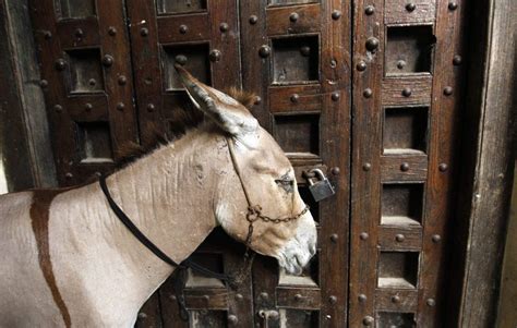 News Kenya Shuts Slaughterhouses Over Loss Of Donkeys To China