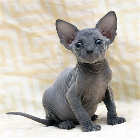 Baby Sphynx Aweeee Cute Animals Cute Cats Kittens