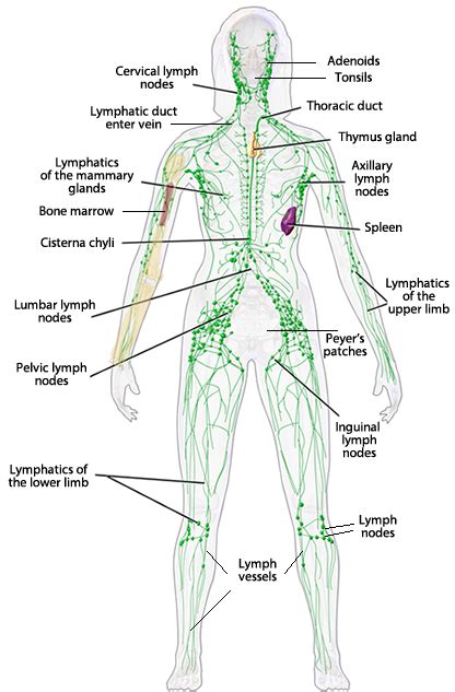 The Lymph Nodes And Lymphatic System