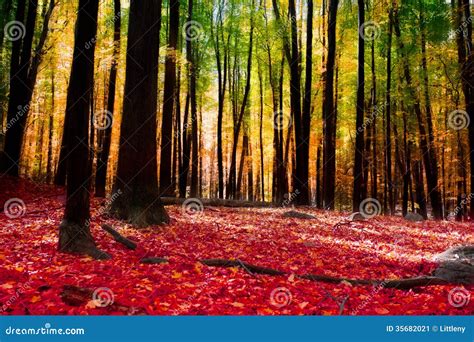 Autumn Trees Image Stock Image Du Arbre Scénique Forêt 35682021