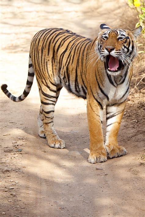 High Quality Stock Photos Of Bengal Tiger