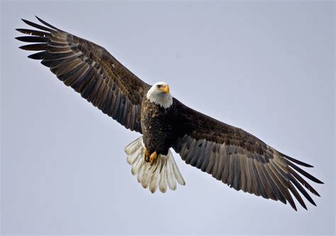 Free Bald Eagle Wallpapers Wallpaper Cave