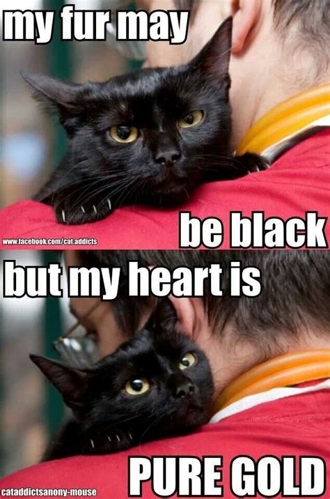 Pin By Christine Scarbrough On Inspirational Quotes 2 Black Cat Memes