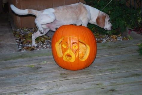 Pumpkins Carved With Dog Stencils From Dog Files Community
