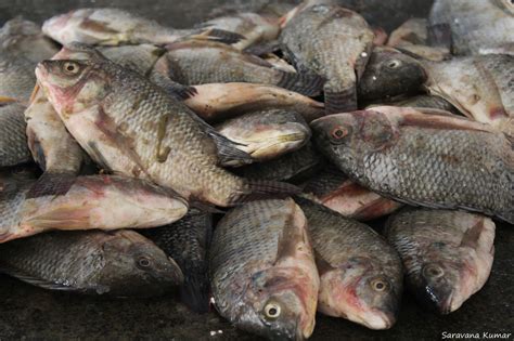 Tilapia In The Fish Market Lakshitha S