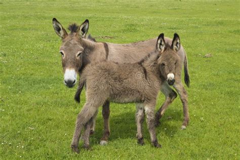 Mother And Baby Donkey Stock Image Image Of Field Herbivorous 74789679