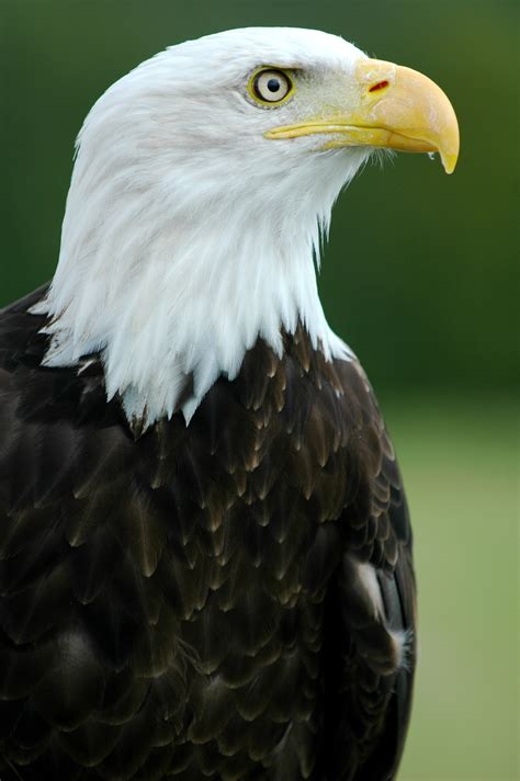 Filebald Eagle Helga Haliaeetus Leucocephalus Wikimedia