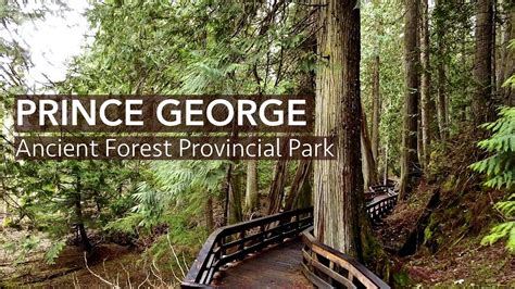 Prince George Ancient Forest Provincial Park Youtube