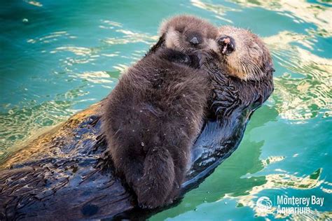 Wild Sea Otter Gives Birth At Monterey Bay Aquarium Zooborns