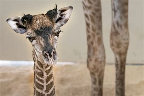 Contest Being Held To Name Baby Giraffe At Cleveland Metroparks Zoo
