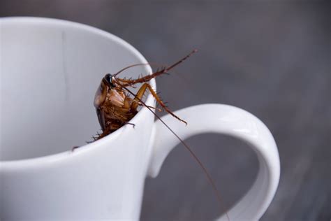 Cockroach Calls At Highest Levels In Decades Pest Control Companies Say Winnipeg Globalnewsca