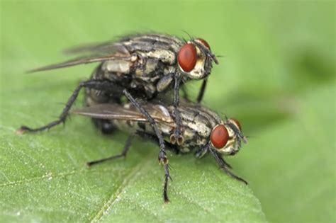 Diverse Evolution Of Sex Chromosomes In Flies Nature Reviews Genetics