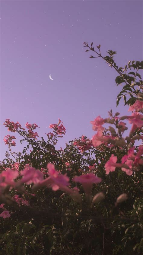 Free download latest collection of aesthetic wallpapers and backgrounds. Evening flowers | Android wallpaper flowers, Night sky ...
