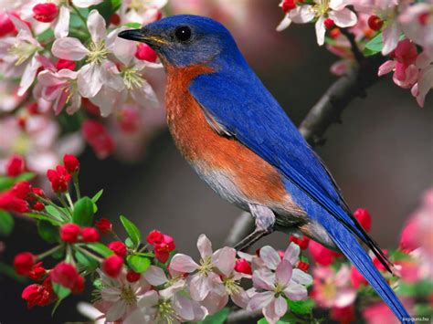 Tavaszi fotók | Beautiful bird wallpaper, Beautiful birds, Most ...