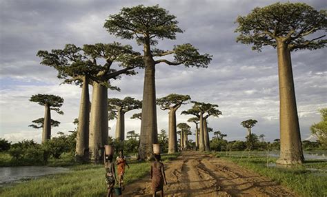 Tvärs över Madagaskar | RES.se
