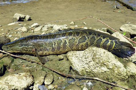 Channa striatus is a fresh water species which is also known as snake head fish or known as haruan in malay. Invasive Northern Snakehead Fish Identified in Georgia ...