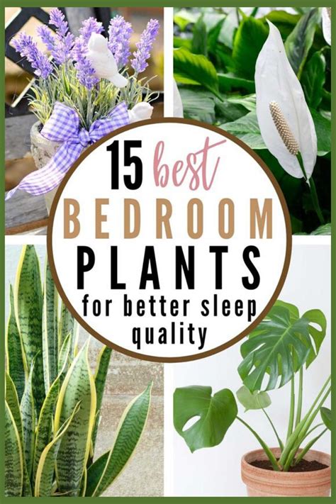 15 Best Bedroom Plants For Better Sleep Quality Best Plants For Bedroom Bedroom Plants