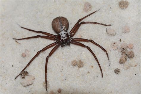 Chilean Six Eyed Sand Spider Sicarius Thomisoides Zoochat