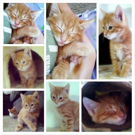 I Love Orange Kittens With Images Cat Love Pets