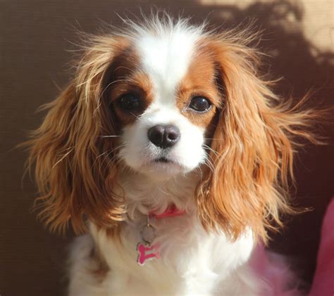 Cavalier King Charles Spaniel Dog Breed Overview