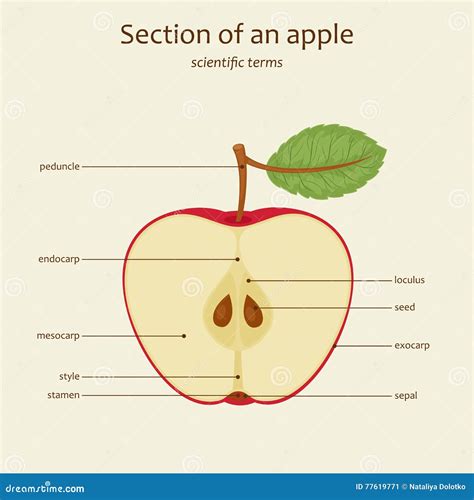 Apple Parts Names Vector Stock Vector Illustration Of Learn 77619771
