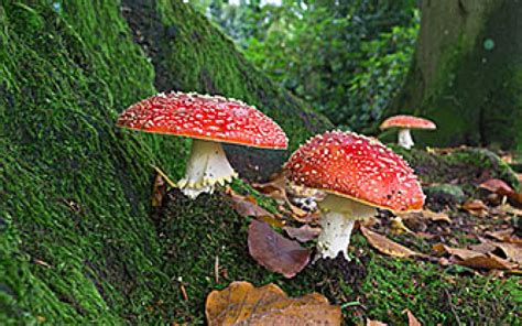 Fungus In The Forest How Pathogens Drive Rainforest Diversity Yale
