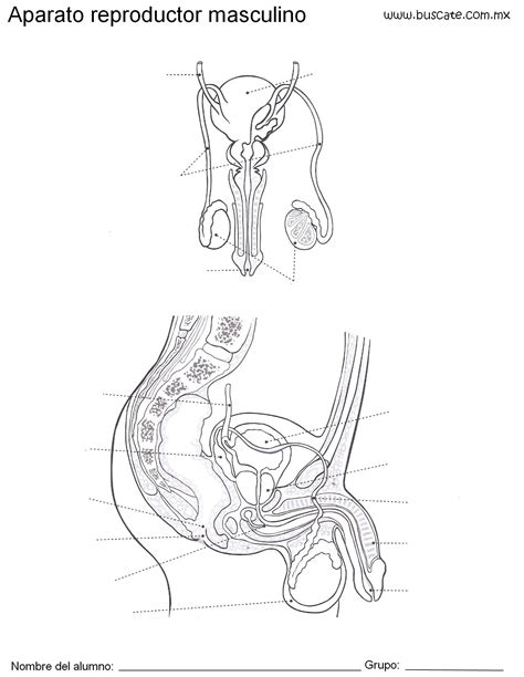 Esquema Del Aparato Reproductor Masculino Sin Nombres De Sus Partes