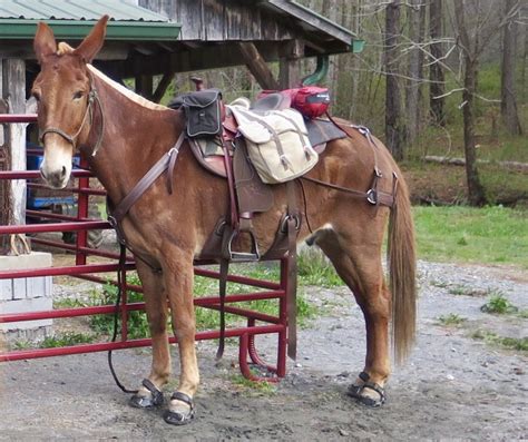 Queen Valley Mule Ranch Saddle Review
