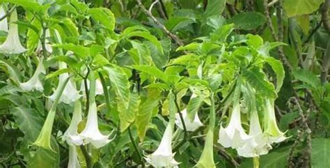 La flor de burundanga es una planta ulucinogena tambien llamada aliento del diablo tiene la la flor contiene un compuesto que se llama escopolamina (no es el único vegetal que lo contiene) que. Burundanga, la droga que cruza el Atlántico - Noticias y ...