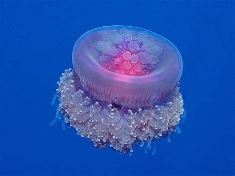 Jellyfish The Animal Kingdom