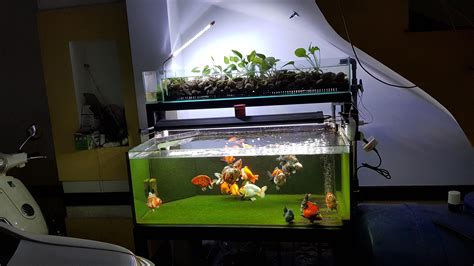 My Gold Fish Tank Raquariums