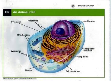 Studying in grade 6th to 12th? Animal Cell - 5th Grade Plant and Animal Cell Webquest