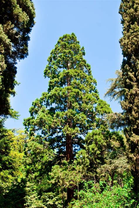 Arbre De Pin Image Stock Image Du Centrale Sapin Fond 26821967